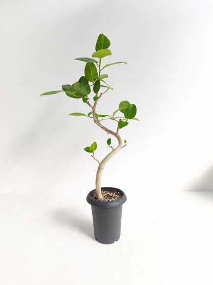 現品商品@1 ベンガレンシス 6号（高さ：91cm、幅：48cm）