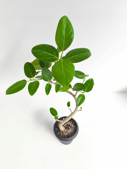 現品商品@1 ベンガレンシス 6号（高さ：91cm、幅：48cm）