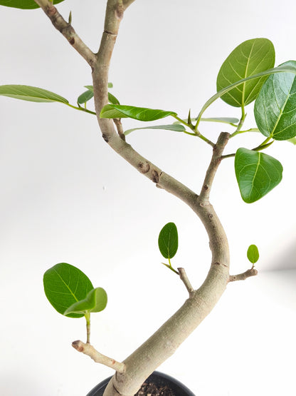 現品商品@1 ベンガレンシス 6号（高さ：91cm、幅：48cm）