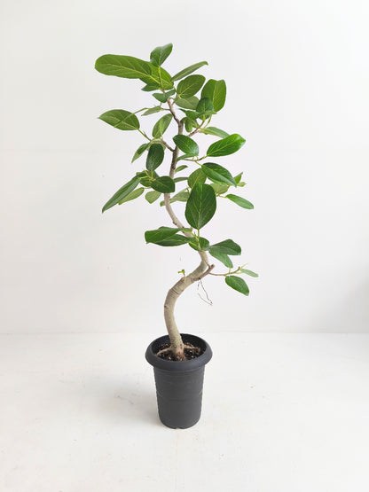 現品商品@2 ベンガレンシス 6号（高さ：99cm、幅：50cm）