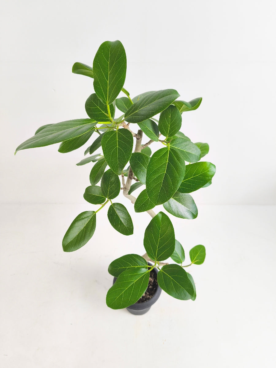 現品商品@2 ベンガレンシス 6号（高さ：99cm、幅：50cm）