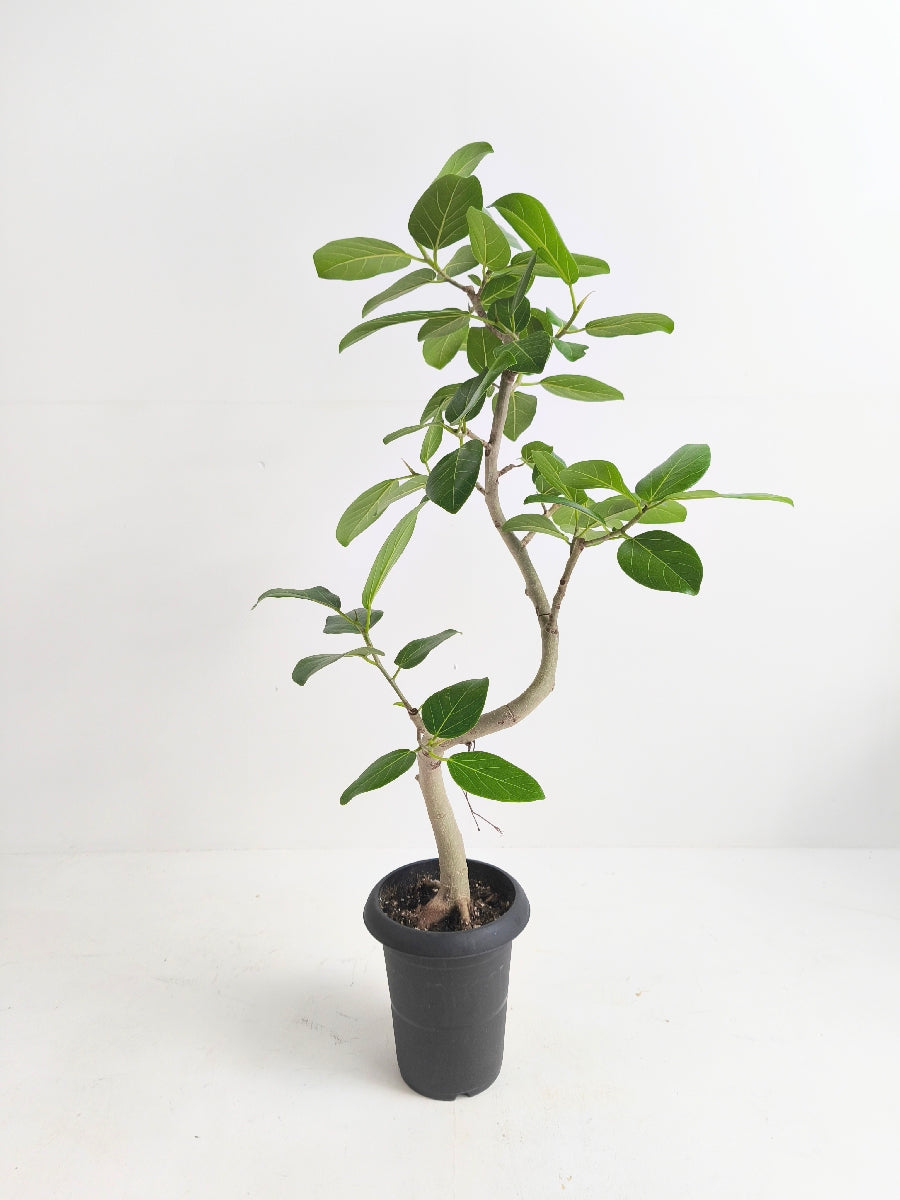 現品商品@2 ベンガレンシス 6号（高さ：99cm、幅：50cm）