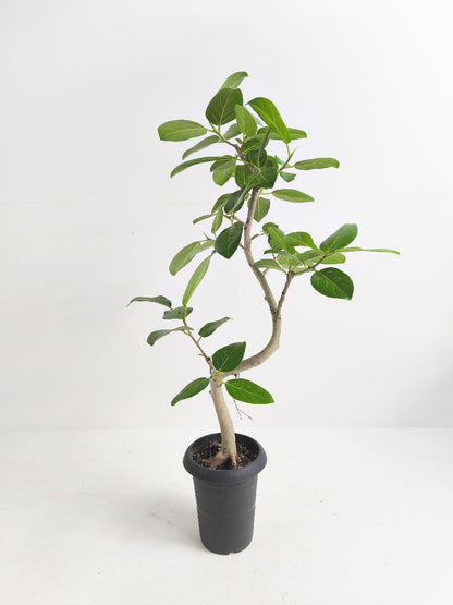 現品商品@2 ベンガレンシス 6号（高さ：99cm、幅：50cm）