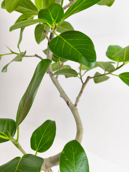 現品商品@2 ベンガレンシス 6号（高さ：99cm、幅：50cm）