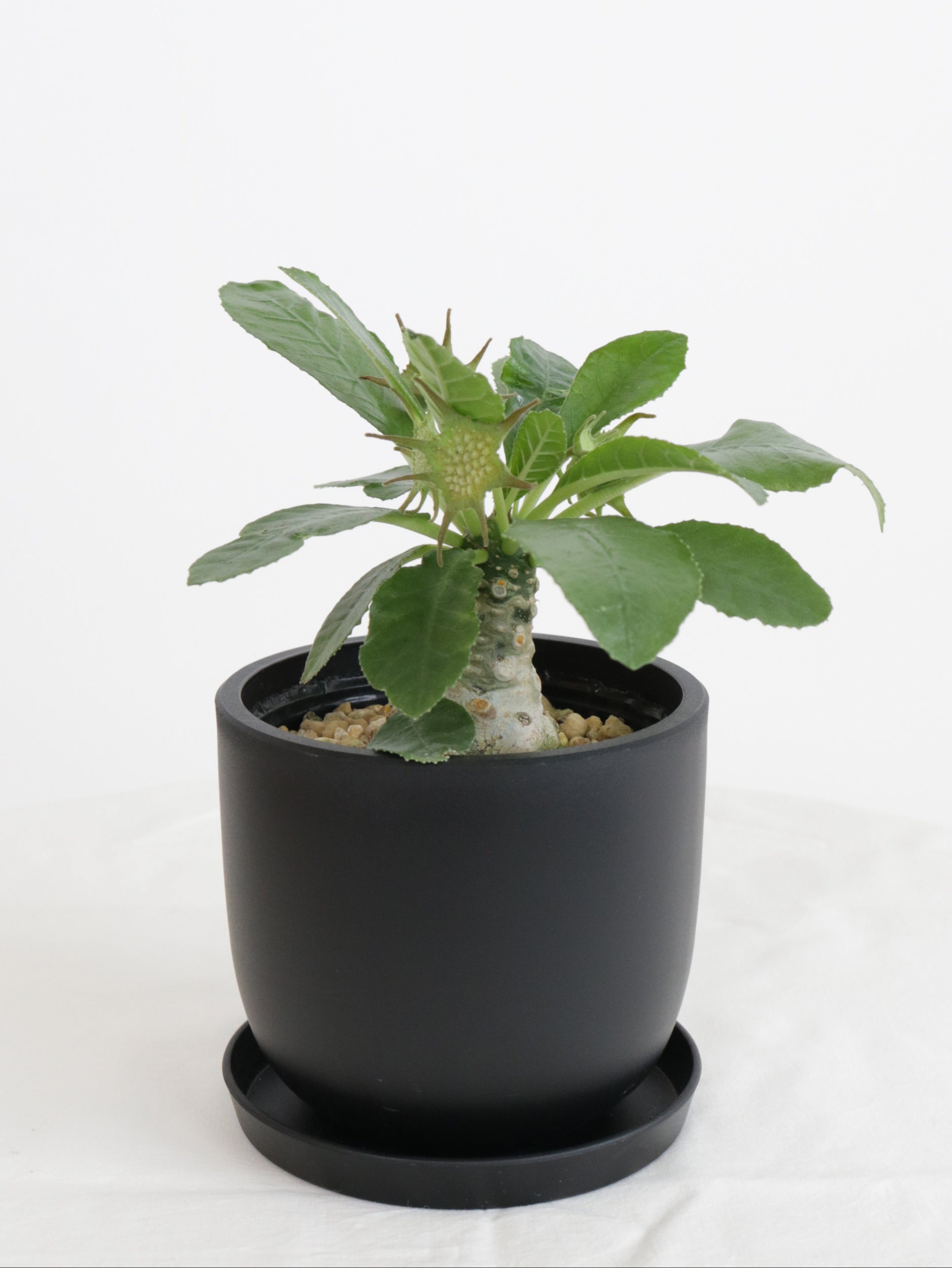 ドルステニア・フォエチダ hybの現品商品 | 観葉植物通販AONOKI