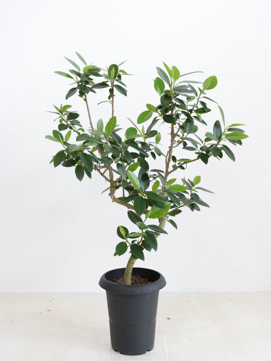 現品商品＠2 フランスゴム 6号（高さ：82cm、幅：55cm）