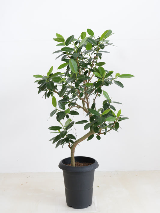 現品商品＠2 フランスゴム 6号（高さ：82cm、幅：55cm）