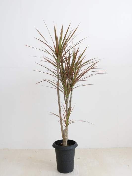 現品商品＠2 コンシンネ・レインボー 6号（高さ：108cm、幅：60cm）
