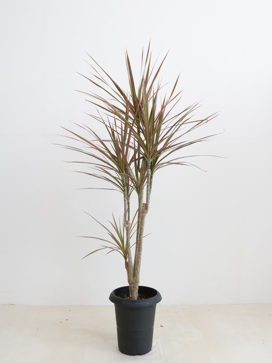 現品商品＠2 コンシンネ・レインボー 6号（高さ：108cm、幅：60cm）
