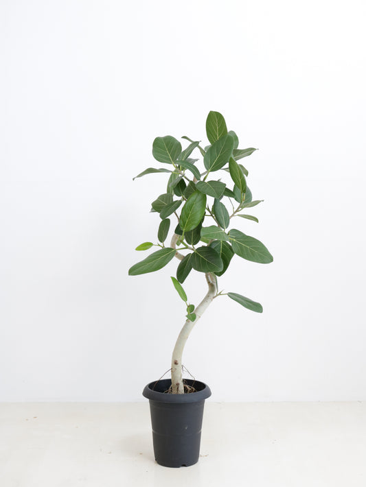 現品商品@1 ベンガレンシス 6号（高さ：95cm、幅：40cm）