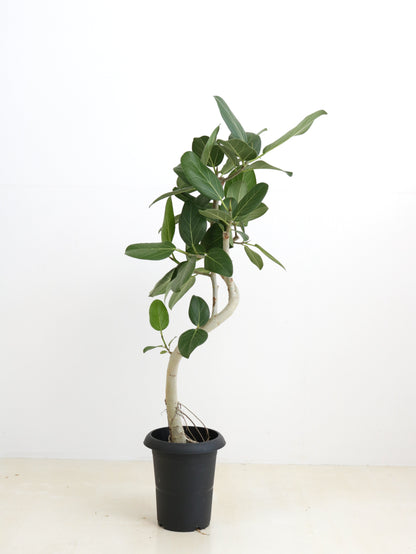 現品商品@1 ベンガレンシス 6号（高さ：95cm、幅：40cm）