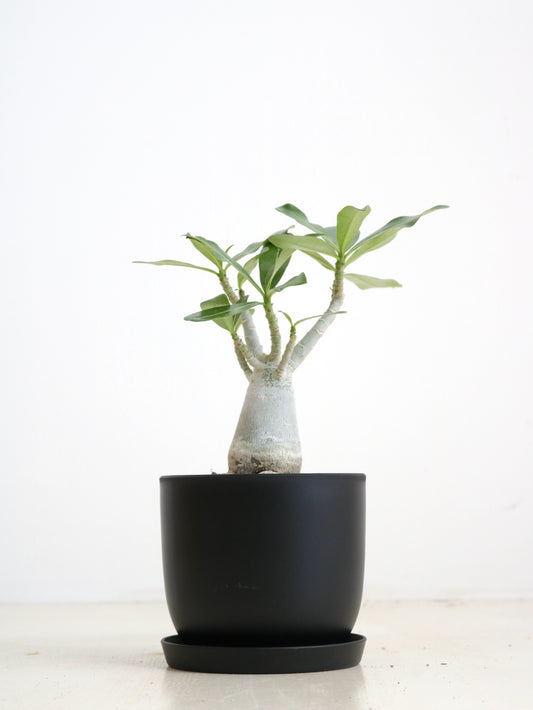 現品商品@2 アデニウム 4号（高さ：31cm、幅：20cm）【同梱可能商品-沖縄発送】