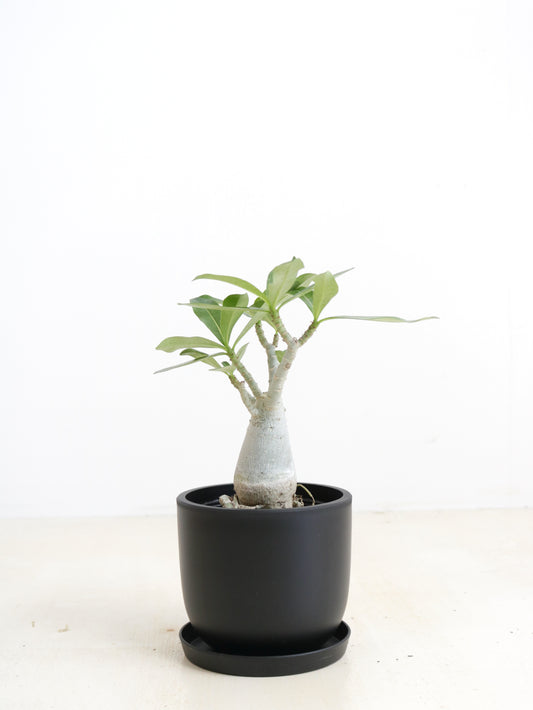 現品商品@2 アデニウム 4号（高さ：31cm、幅：20cm）【同梱可能商品-沖縄発送】