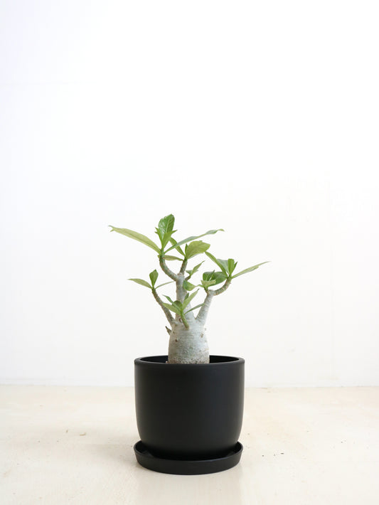 現品商品@3 アデニウム 4号（高さ：29cm、幅：17cm）【同梱可能商品-沖縄発送】