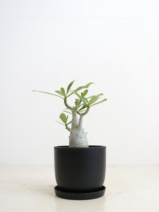 現品商品@3 アデニウム 4号（高さ：29cm、幅：17cm）【同梱可能商品-沖縄発送】