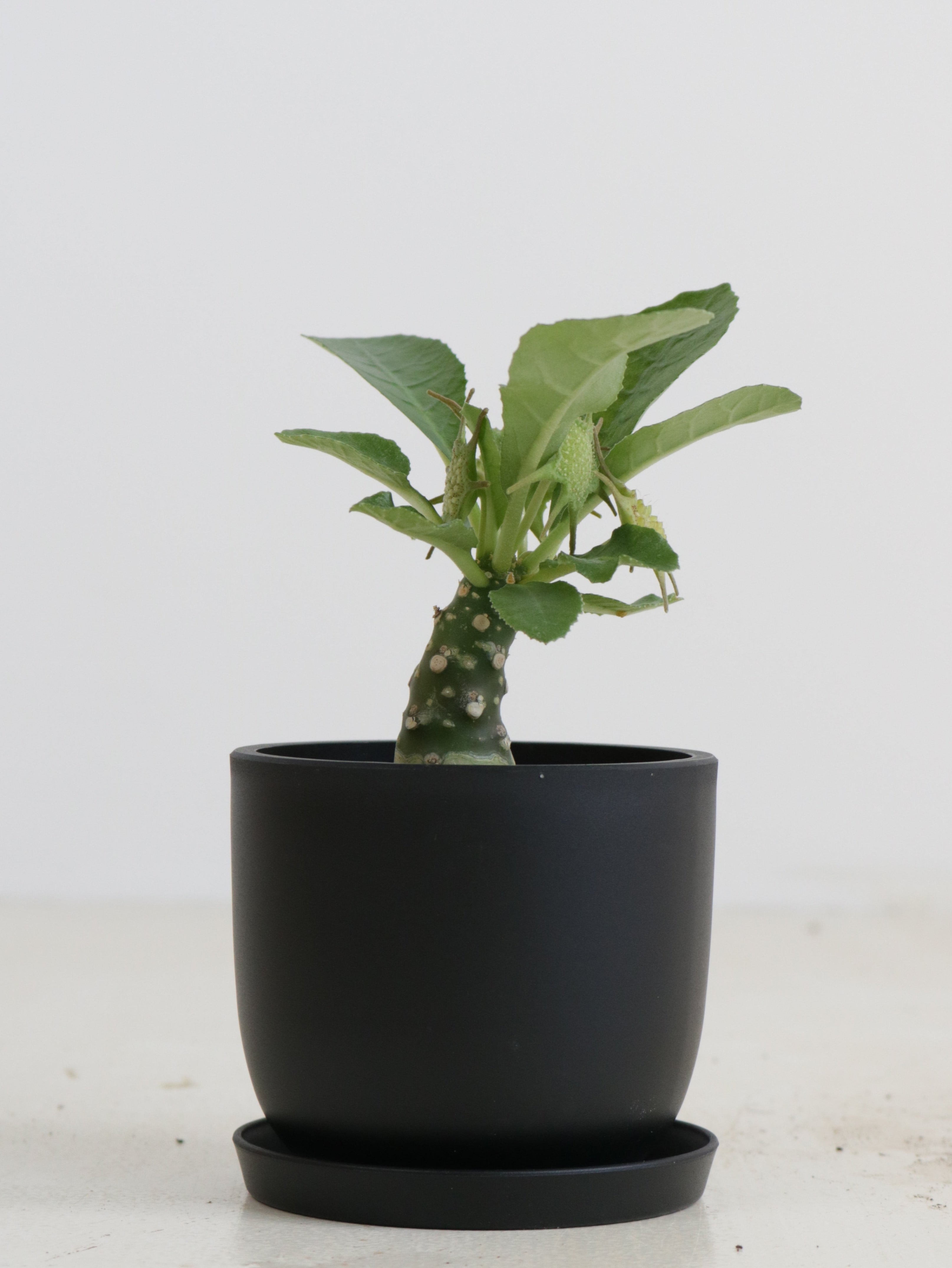 訳あり超特価の通販 ドルステニア・フォエチダ hybの現品商品 | 観葉植物通販AONOKI 塊根植物・コーデックス