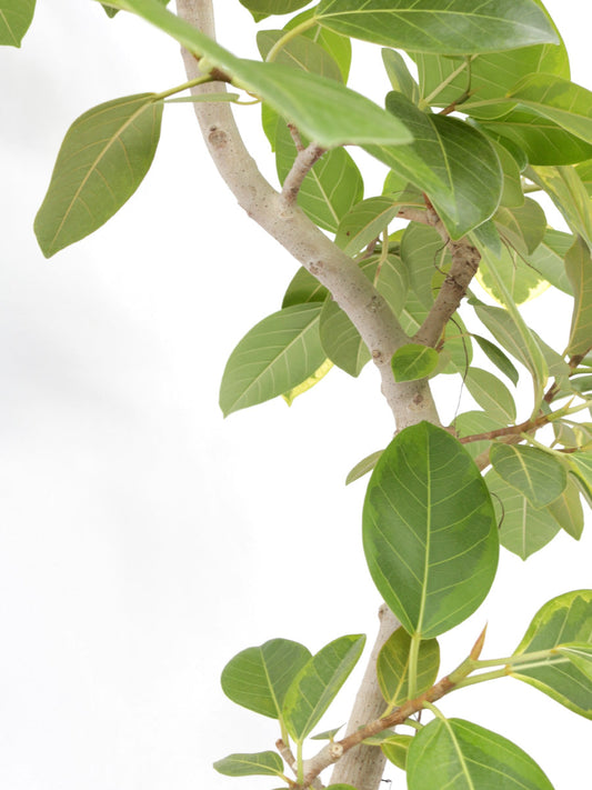 アルテシマ 10号 曲がり