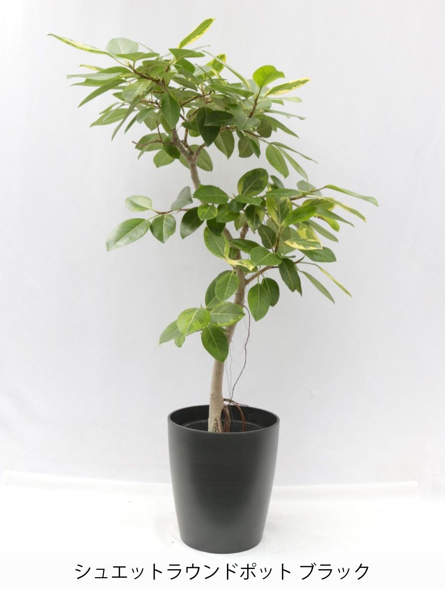 高速 割引 2024 東日本 フィカス・アルテシマ 10号の通販 | 観葉植物通販AONOKI（あおのき） フィカス