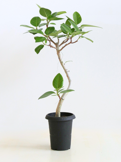 幹太 フィカス アルテシマ 特大 フィカス・アルテシマ6号の通販 | 観葉植物通販AONOKI(あおのき)