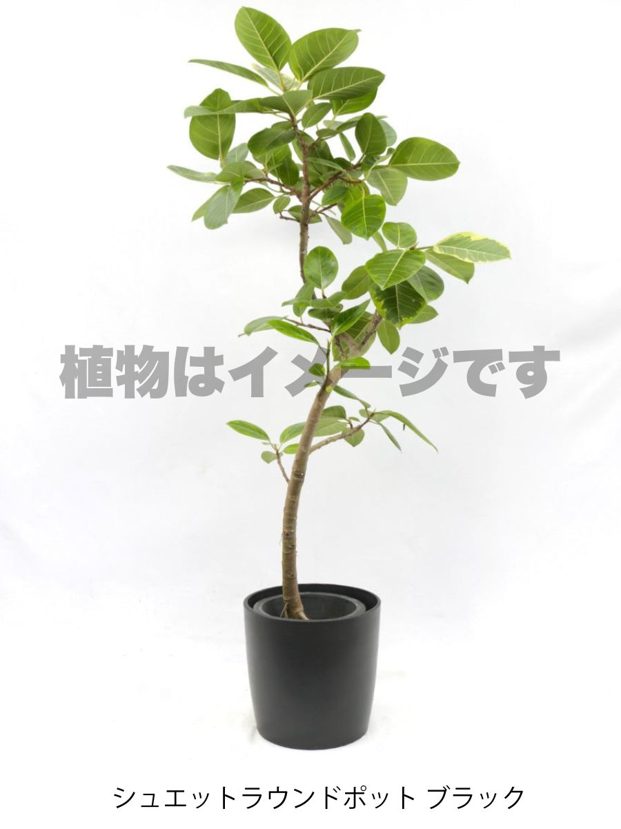 現品商品＠3 アルテシマ 8号 曲がり（高さ：144cm、幅：90cm）