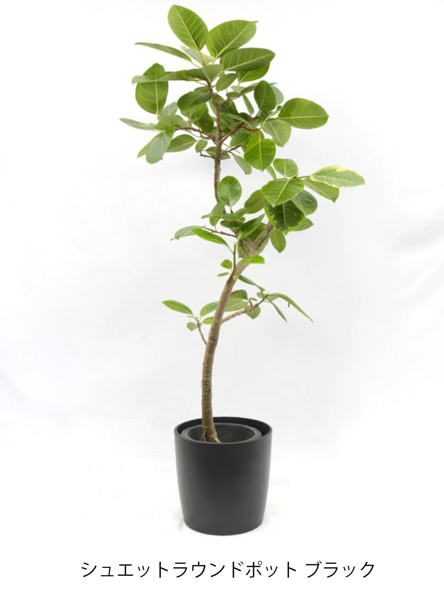 宝石のような観葉植物のお店 【Jewelry Plant】 ゴムの木