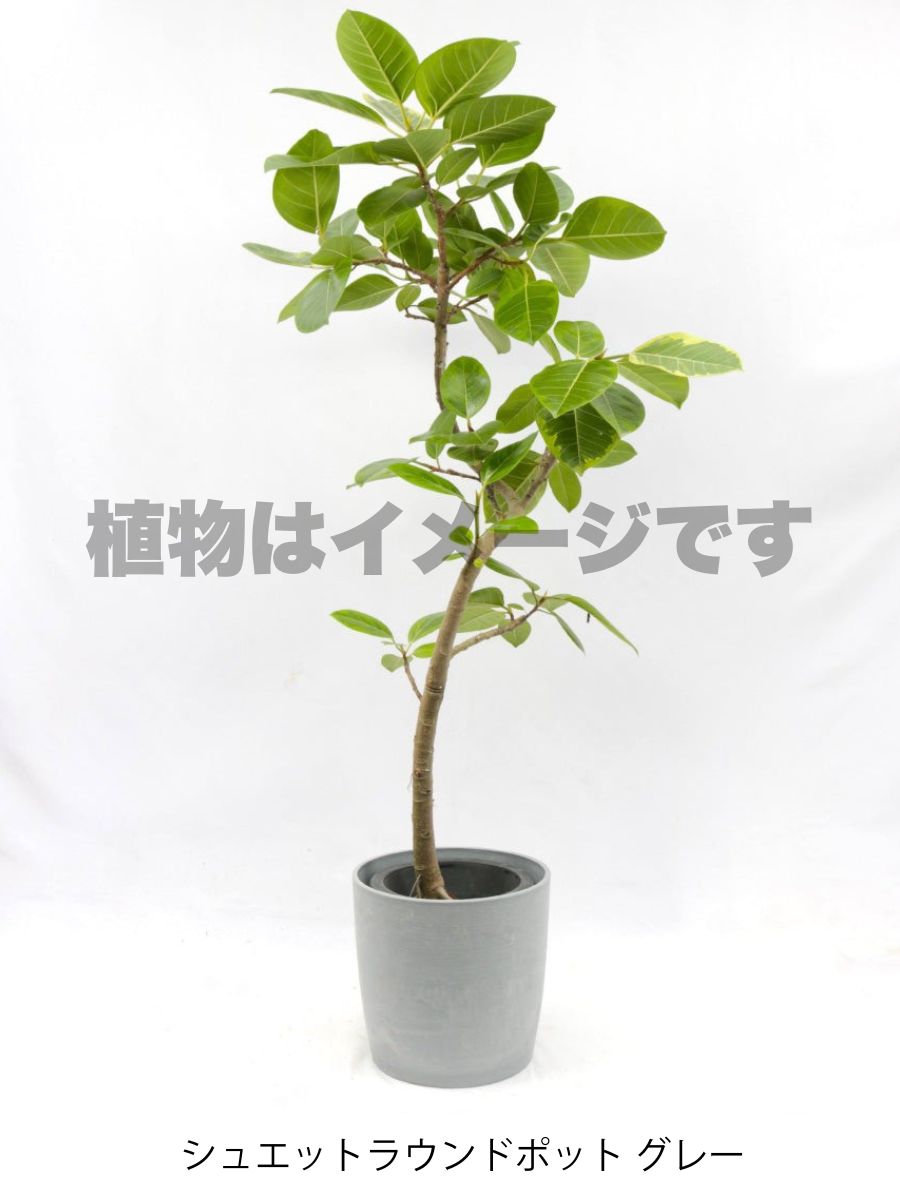現品商品＠3 アルテシマ 8号 曲がり（高さ：144cm、幅：90cm）