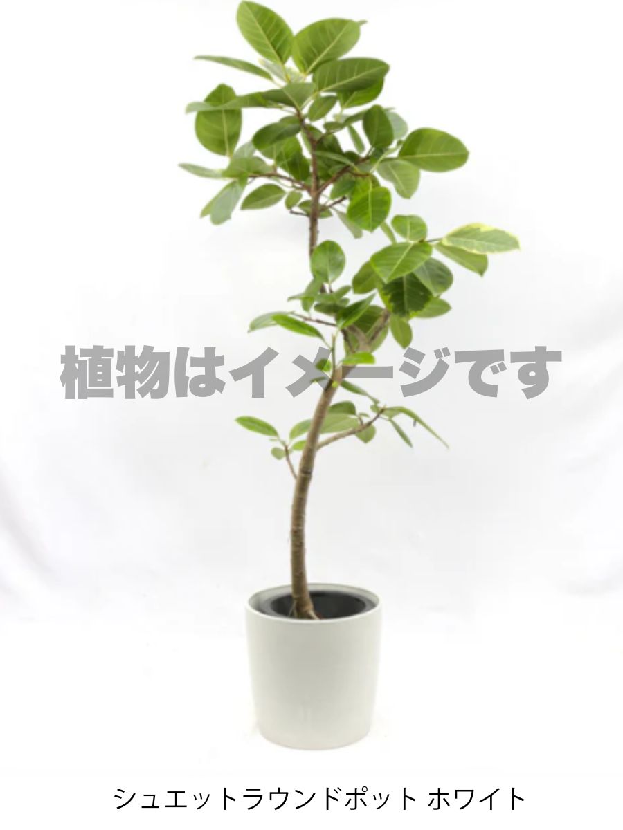 現品商品＠3 アルテシマ 8号 曲がり（高さ：144cm、幅：90cm）