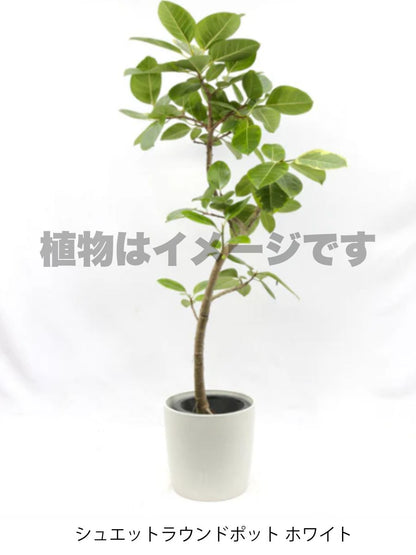 現品商品＠3 アルテシマ 8号 曲がり（高さ：144cm、幅：90cm）