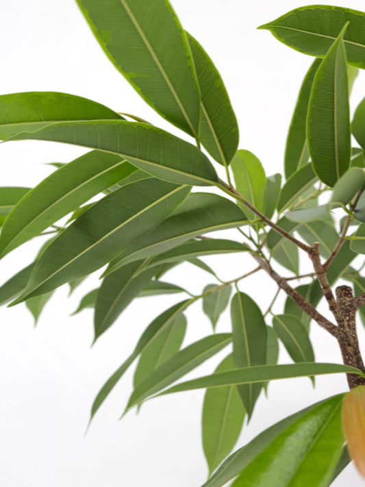 細長いグリーンの葉っぱ