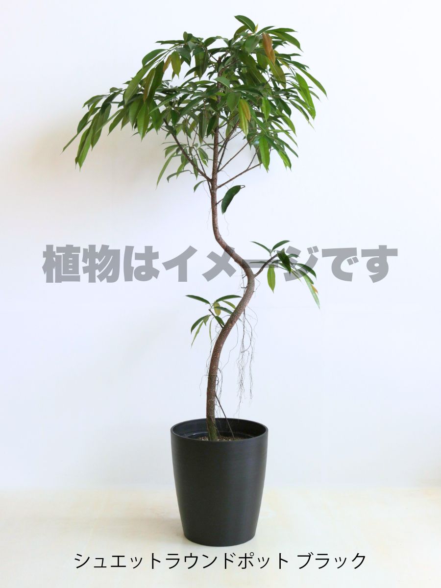 現品商品＠5 アムステルダム 10号（高さ：185cm、幅：90cm）