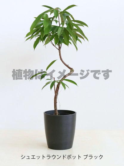 現品商品＠5 アムステルダム 6号（高さ:100cm、幅:76cm）