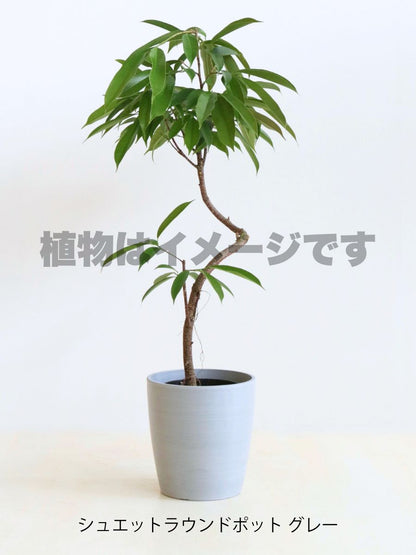 現品商品＠5 アムステルダム 6号（高さ:100cm、幅:76cm）