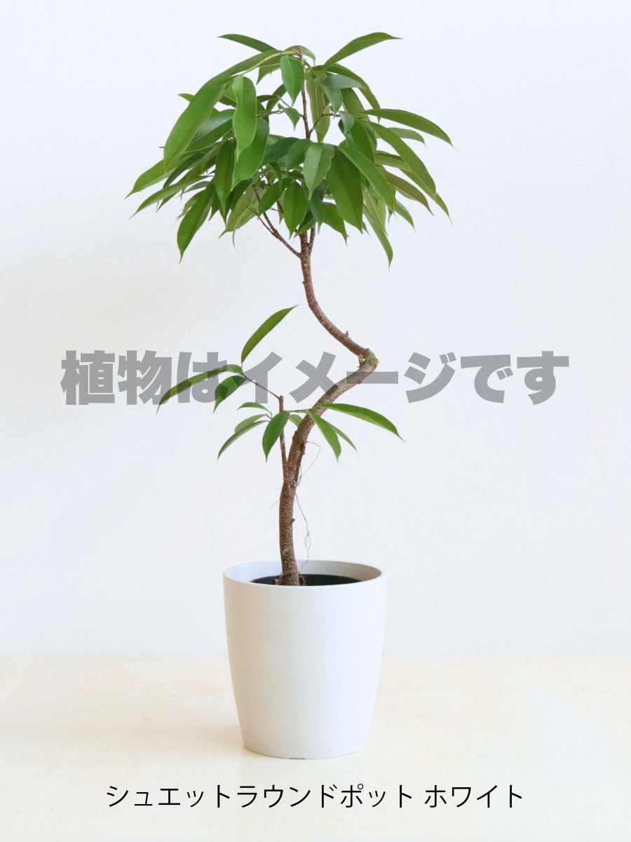 現品商品＠5 アムステルダム 6号（高さ:100cm、幅:76cm）
