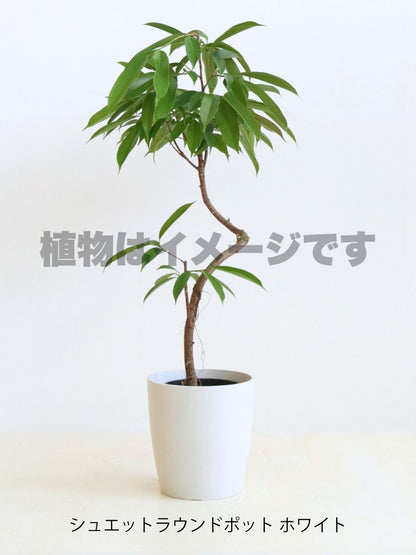 現品商品＠5 アムステルダム 6号（高さ:100cm、幅:76cm）