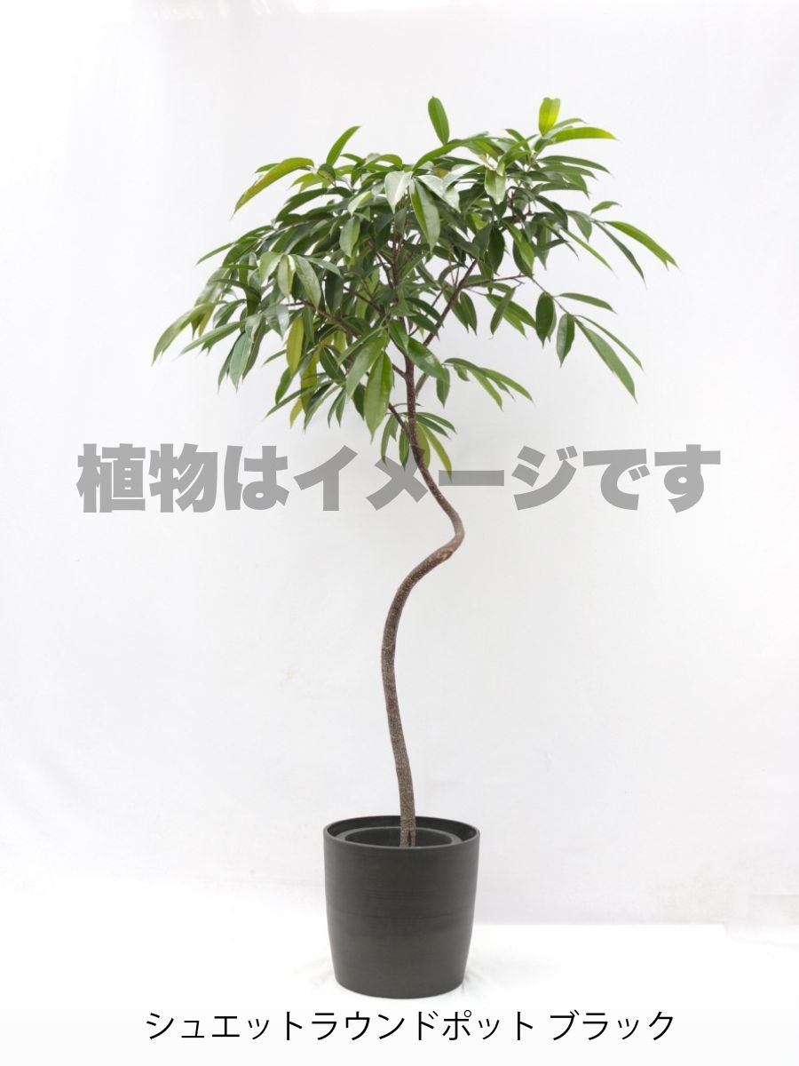 現品商品＠1 アムステルダム 8号（高さ：162cm、幅：87cm）