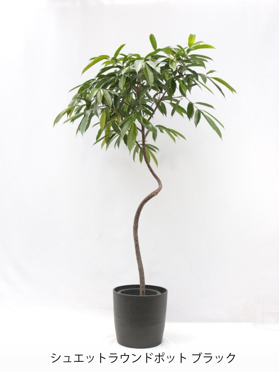 アムステルダム 8号の通販 | 観葉植物通販AONOKI（あおのき）