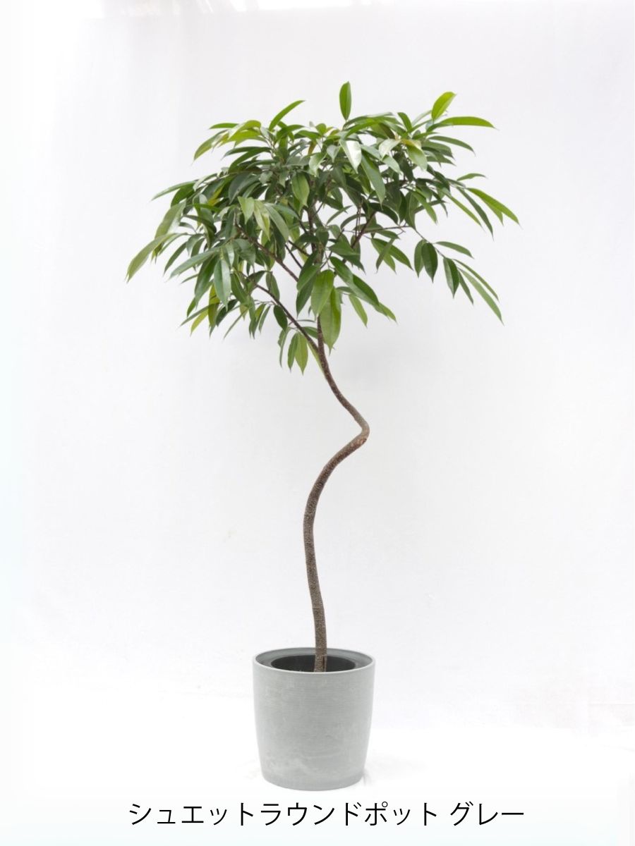 アムステルダム 8号の通販 | 観葉植物通販AONOKI（あおのき）