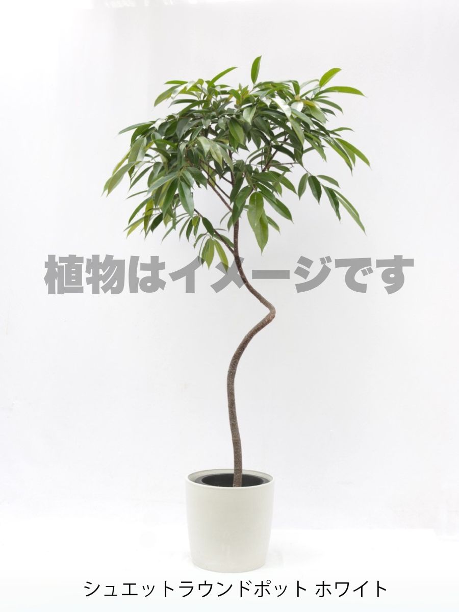 現品商品＠1 アムステルダム 8号（高さ：162cm、幅：87cm）