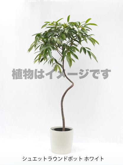 現品商品＠1 アムステルダム 8号（高さ：162cm、幅：87cm）