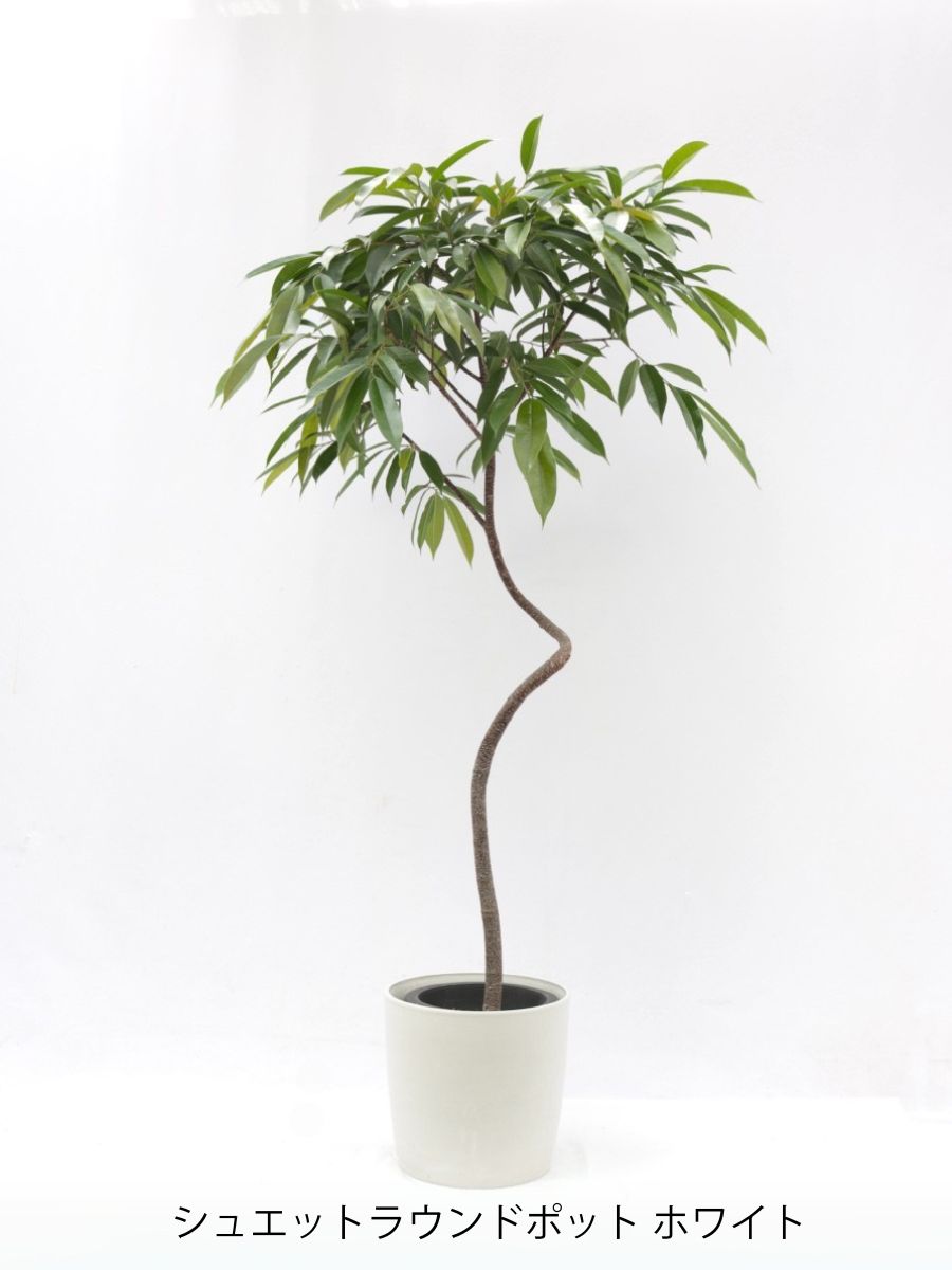 アムステルダム 8号の通販 | 観葉植物通販AONOKI（あおのき）