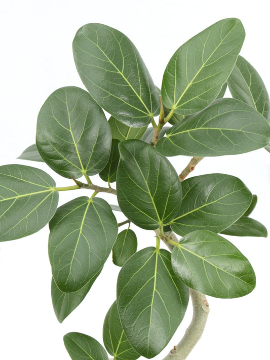 ベンガレンシス 10号 曲がり