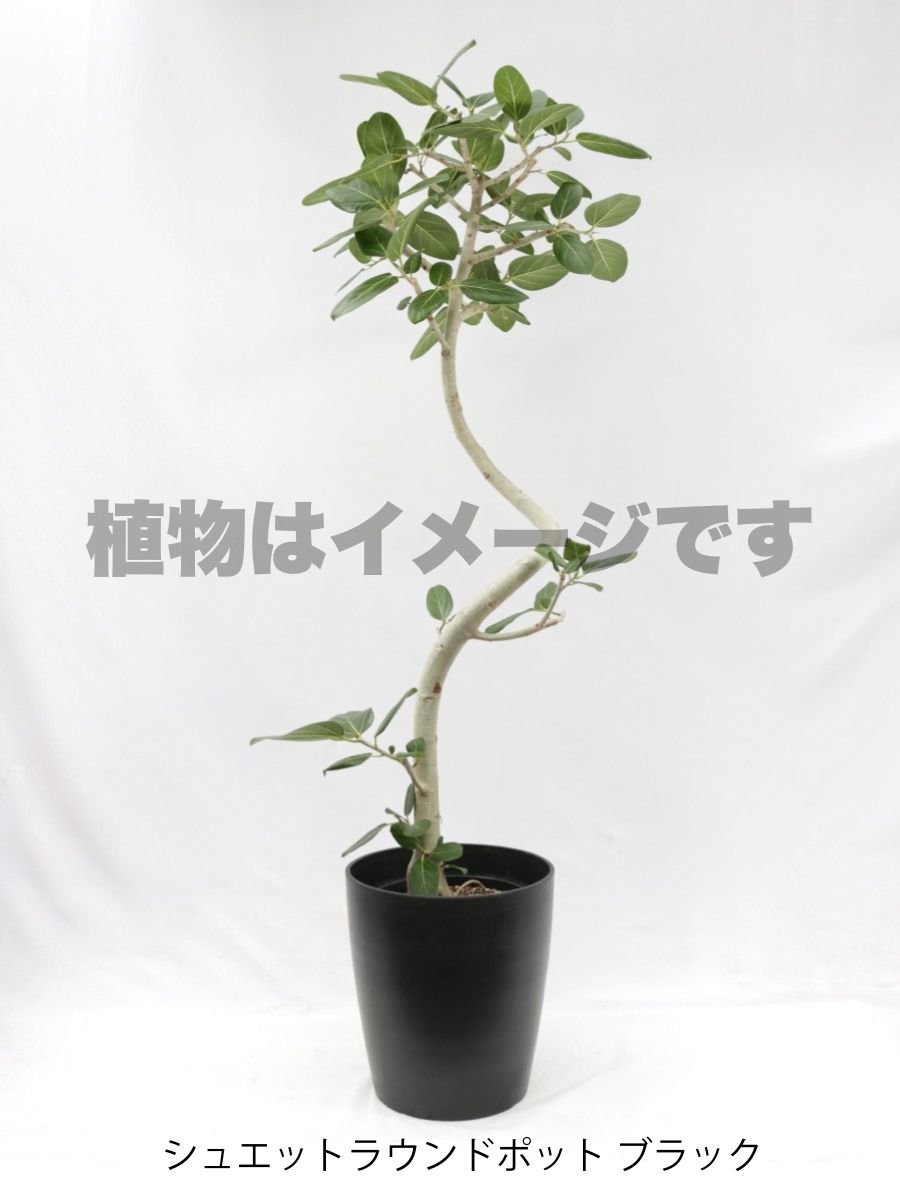 現品商品@3 ベンガレンシス 10号（高さ：180cm、幅：85cm）