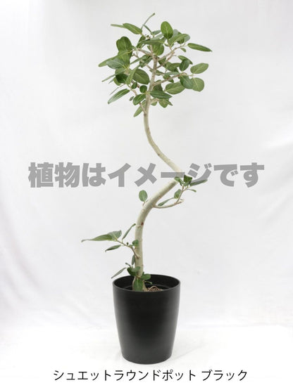 現品商品@3 ベンガレンシス 10号（高さ：180cm、幅：85cm）