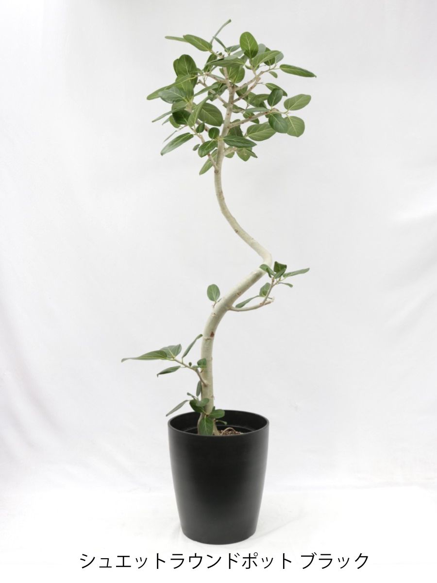 ベンガレンシス　10号 約1.8メートル　現品 フィカス・ベンガレンシス 10号の通販 | 観葉植物通販AONOKI