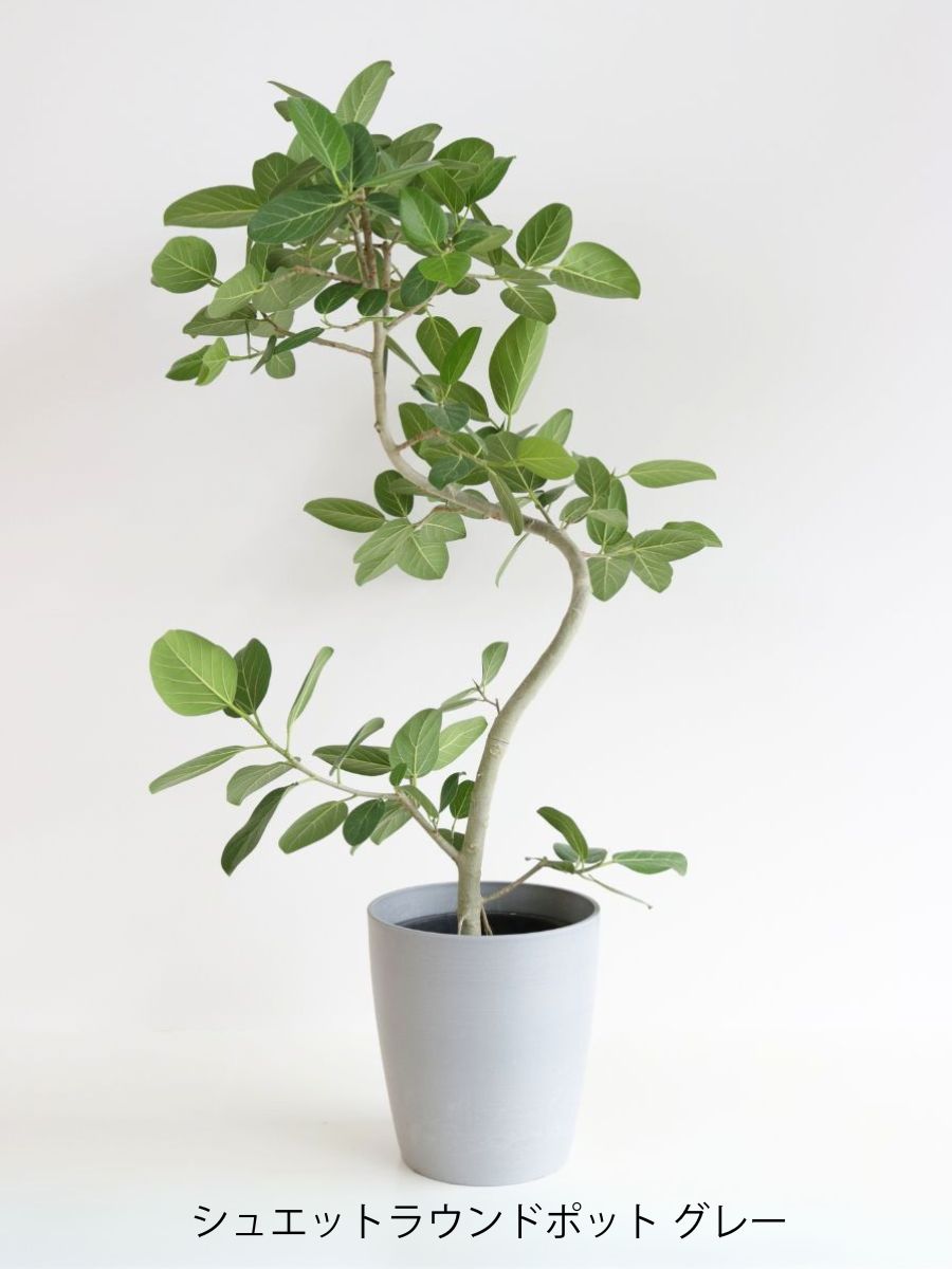 ベンガレンシス 10号 約1.8メートル 現品 フィカス・ベンガレンシス 10号の通販 | 観葉植物通販AONOKI