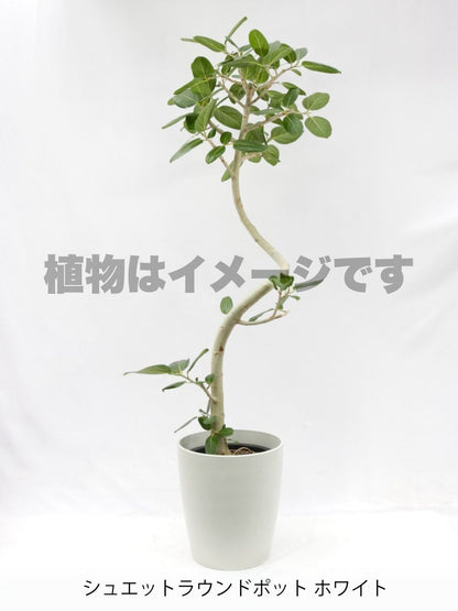 現品商品@3 ベンガレンシス 10号（高さ：180cm、幅：85cm）
