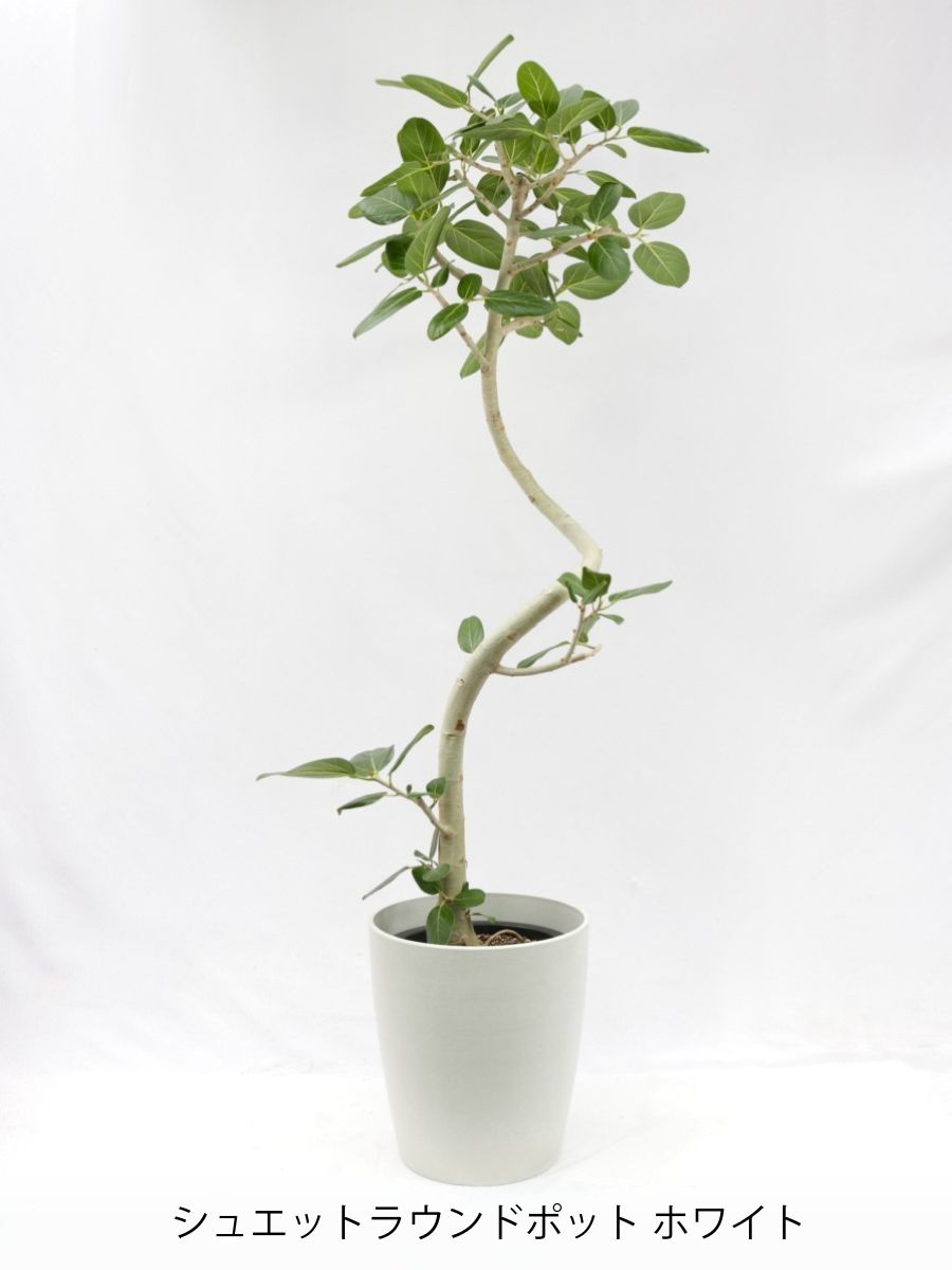 ［現品］☆人気☆ 10番　フィカス　ベンガレンシス　曲がり　8号　観葉植物　室内 観葉植物 フィカス ベンガレンシス 10号 曲がりタイプ| Plant