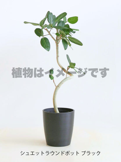 現品商品@3 ベンガレンシス 6号（高さ：86cm、幅：45cm）