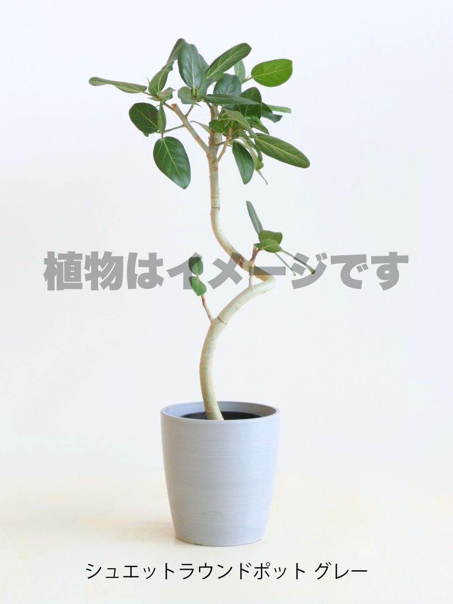 現品商品@3 ベンガレンシス 6号（高さ：86cm、幅：45cm）