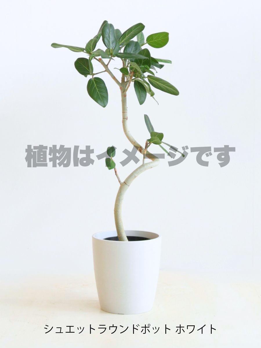 現品商品@3 ベンガレンシス 6号（高さ：86cm、幅：45cm）